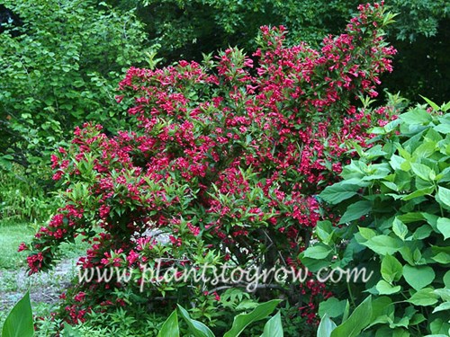 This Red Prince is growing next to Hydrangea Annabelle.  A nice combination since the Hydrangea will bloom after the Weigela giving an extended season of bloom to this spot.